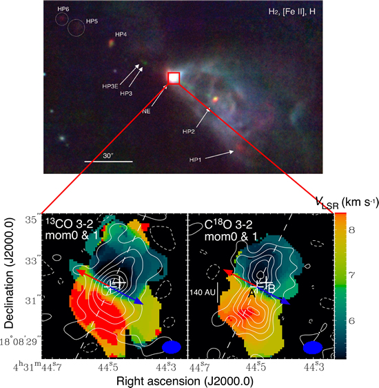 A Keplerian Circumbinary Disk around the Protostellar System L1551 NE