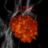 Chemical Enrichment of the First Supernovae