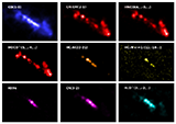 The ALCHEMI Atlas: Principal Component Analysis Reveals Starburst Evolution in NGC 253